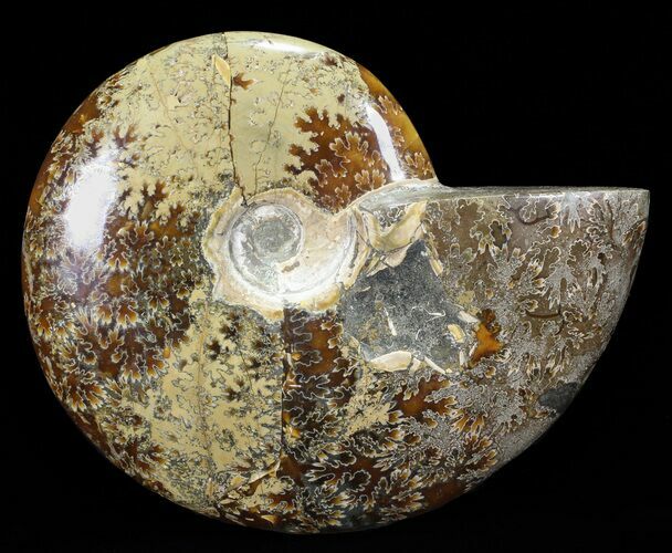 Bargain, Polished, Agatized Ammonite (Cleoniceras) - Madagascar #60748